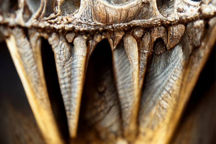 dinosauří zub